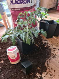 BioTabs Bactrex 250 Gram