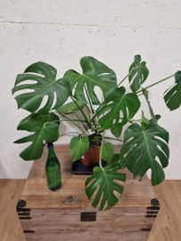 Planten schotel 29cm voor kweekpot tot 18 Liter