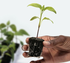 Root Riot Pluggen: De Wetenschap Achter Succesvolle Opkweek