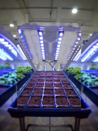Zaai bak met tray en LED verlichting - propagator