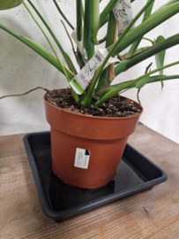 Planten schotel 29cm voor kweekpot tot 18 Liter