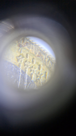 Mini Microscoop 60X met UV Lamp