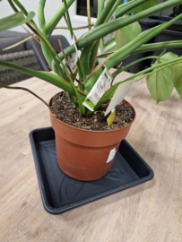 Planten schotel 17cm voor kweekpot tot 6.5 Liter