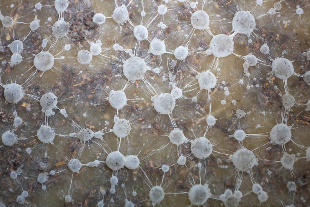 Bio Nova Living Soil 220 gram