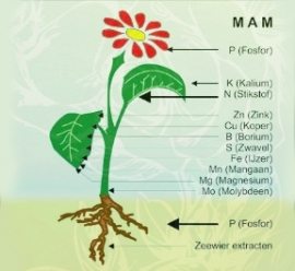 Biogreen MAM 250 ml