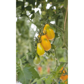 Horti Tops Tomaten Yellow Pearshaped