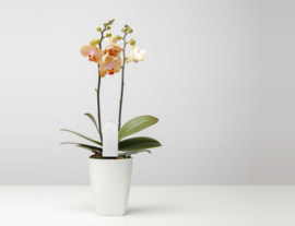 Flower Care™ Smart Monitor