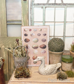 Botanische Prent Vogel Eieren