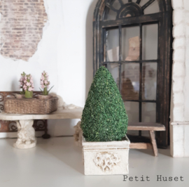 Buxus Piramide in Oude Pot