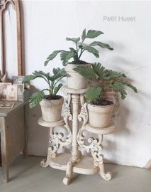 Palmboom Plant
