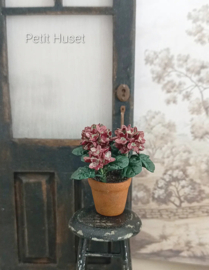 Pot met Hortensia in Herfst Kleuren.