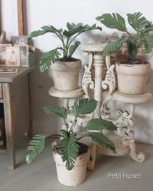 Palmboom Plant