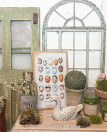 Botanische Prent Vogel Eieren