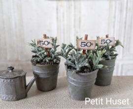 Neuraal Plantje in Oude "Zinken" Pot