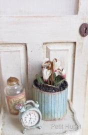 Cyclaam in Brocante Pot