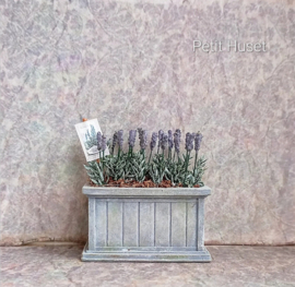 "Zinken" Plantebak met Lavendel
