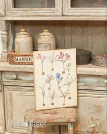 Botanische Prent