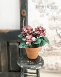 Pot met Hortensia in Herfst Kleuren.