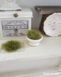 Planten Polletje Midden Groen