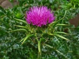 Mariadistel (Silybum marianum) zaden 1kg