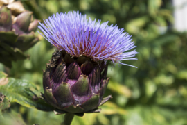 Artisjok (Cynara scolymus) 1kg