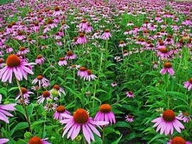 Zonnehoed ( Echinacea purpurea ) 1kg