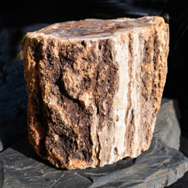 Versteend Hout  Stam mét schors (Indonesië)