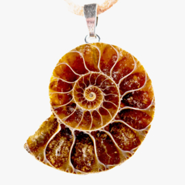 Ammoniet hanger L. 3,8 cm│ 1x UNIEK