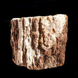 Versteend Hout  Stam mét schors (Indonesië)