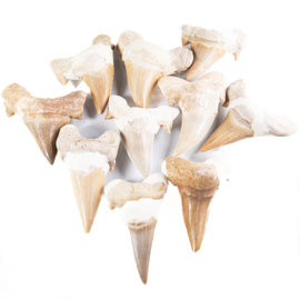 Haaivis tand (fossiel) 4-6 cm Groot | per st.*