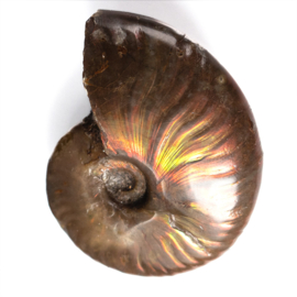 Ammoniet, geopaliseerde, 1x UNIEK