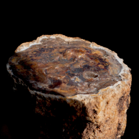 Versteend Hout  Stam mét schors (Indonesië)