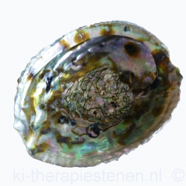 Paua / Abalone Schelp ca 14 cm