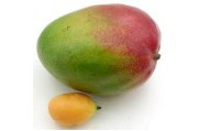 Bavarois mix - Mango - Abrikoos -  taartvulling & dessert