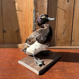 Kuif eend opgezet op stuk hout 30 cm hoog