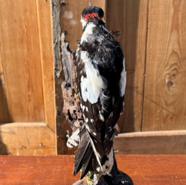 Bonte specht opgezet op stuk hout boom 31 cm