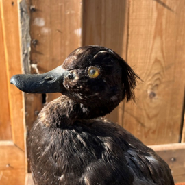 Kuif eend opgezet op stuk hout VERKOCHT