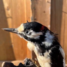 Bonte specht opgezet op stuk hout boom 31 cm