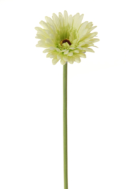 Gerbera groen