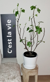 Plaat C'est la vie zwart wit