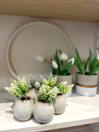 Witte druifjes