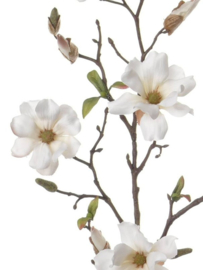Magnoliatak wit 75cm
