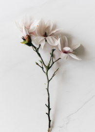 Kaart Magnolia