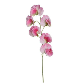 Kunsttak Lathyrus roze