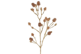 Eryngium bruin