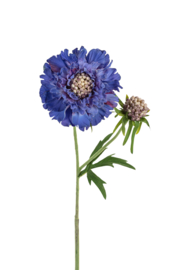 Scabiosa blauw