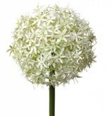 Kunsttak Allium grande