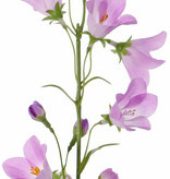 Kunstbloem Campanula lila