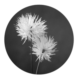 Muurcirkel  zwart wit foto bloemen