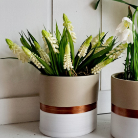 Witte druifjes